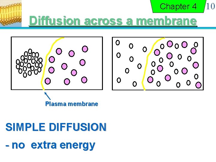 Chapter 4 Diffusion across a membrane Plasma membrane SIMPLE DIFFUSION - no extra energy