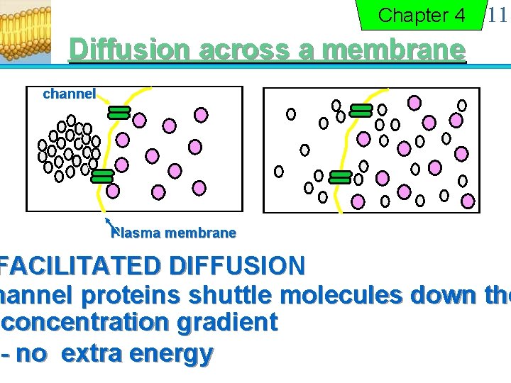 Chapter 4 11 Diffusion across a membrane channel Plasma membrane FACILITATED DIFFUSION hannel proteins