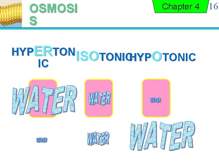 OSMOSI S Chapter 4 HYPERTON ISOTONICHYPOTONIC IC 16 