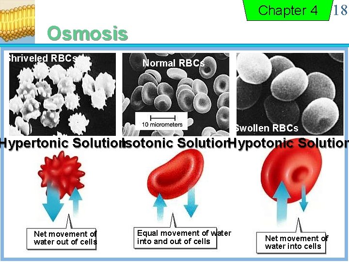 Chapter 4 18 Osmosis Shriveled RBCs Normal RBCs Swollen RBCs Hypertonic Solution. Isotonic Solution.