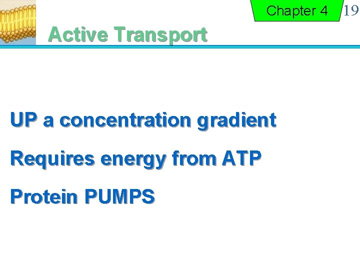 Chapter 4 Active Transport UP a concentration gradient Requires energy from ATP Protein PUMPS