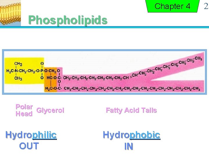 Chapter 4 Phospholipids Polar Glycerol Head Hydrophilic OUT Fatty Acid Tails Hydrophobic IN 2