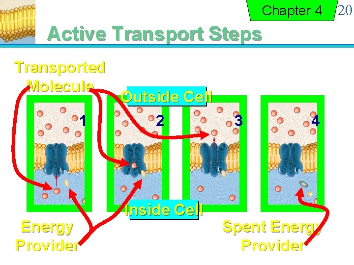 Chapter 4 Active Transport Steps Transported Molecule 1 Energy Provider Outside Cell 2 Inside