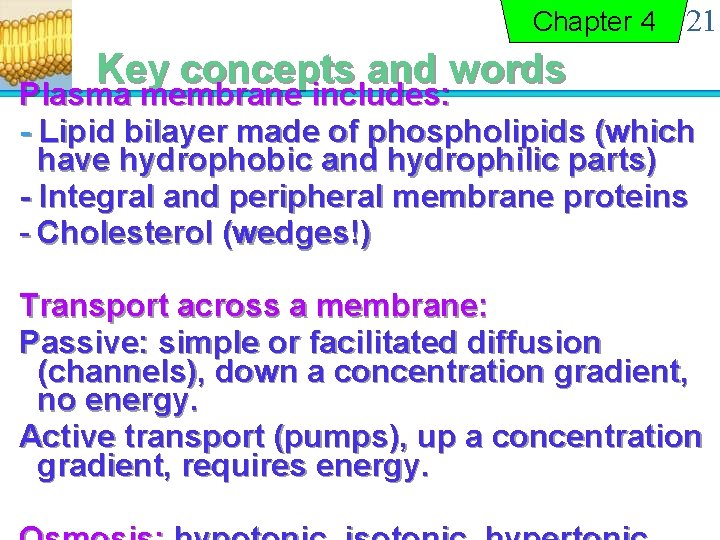 Chapter 4 21 Key concepts and words Plasma membrane includes: - Lipid bilayer made