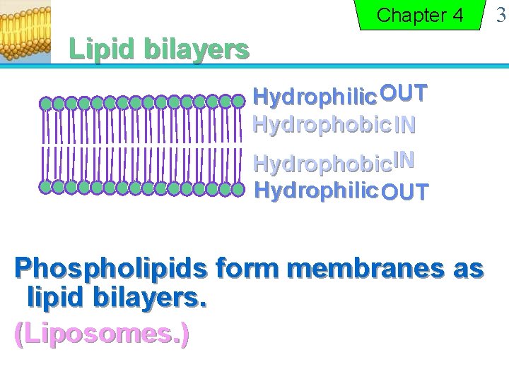 Chapter 4 Lipid bilayers Hydrophilic OUT Hydrophobic IN Hydrophobic. IN Hydrophilic OUT Phospholipids form