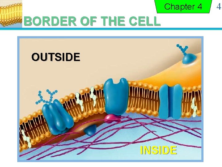 Chapter 4 BORDER OF THE CELL OUTSIDE INSIDE 4 