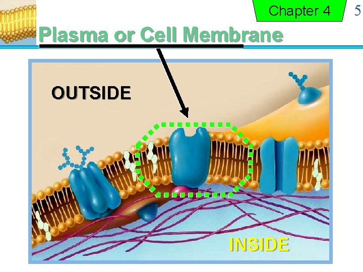 Chapter 4 Plasma or Cell Membrane OUTSIDE INSIDE 5 