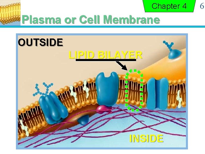 Chapter 4 Plasma or Cell Membrane OUTSIDE LIPID BILAYER INSIDE 6 