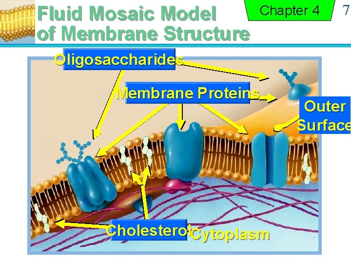 Fluid Mosaic Model of Membrane Structure Chapter 4 7 Oligosaccharides Membrane Proteins Cholesterol. Cytoplasm