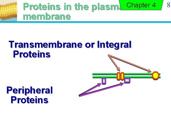 Proteins in the plasma Chapter 4 membrane Transmembrane or Integral Proteins Peripheral Proteins 8