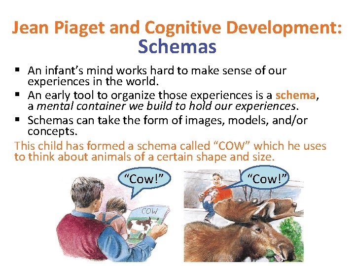 Jean Piaget and Cognitive Development: Schemas § An infant’s mind works hard to make