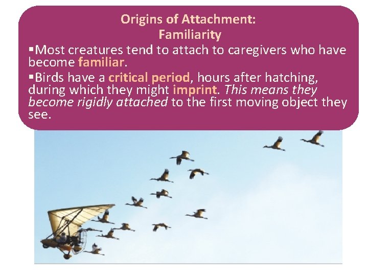 Origins of Attachment: Familiarity §Most creatures tend to attach to caregivers who have become