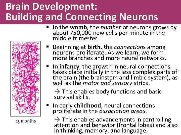 Brain Development: Building and Connecting Neurons § In the womb, the number of neurons