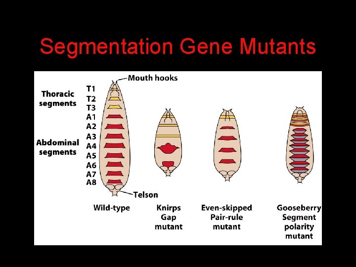 Studying Segmentation Mutants in Balanced Stocks Drosophila Development