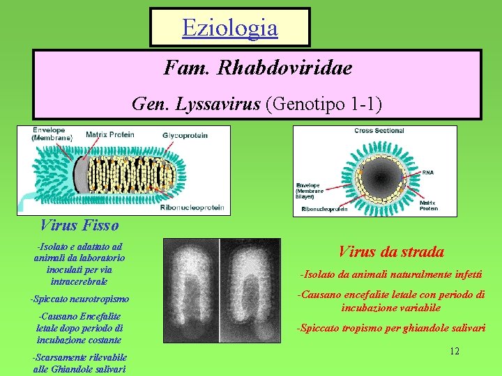 Eziologia Fam. Rhabdoviridae Gen. Lyssavirus (Genotipo 1 -1) Virus Fisso -Isolato e adattato ad