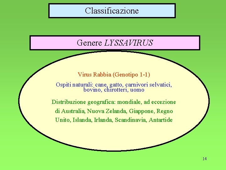 Classificazione Genere LYSSAVIRUS Virus Rabbia (Genotipo 1 -1) Ospiti naturali: cane, gatto, carnivori selvatici,