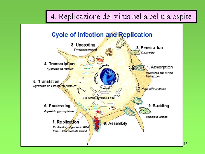 4. Replicazione del virus nella cellula ospite 18 