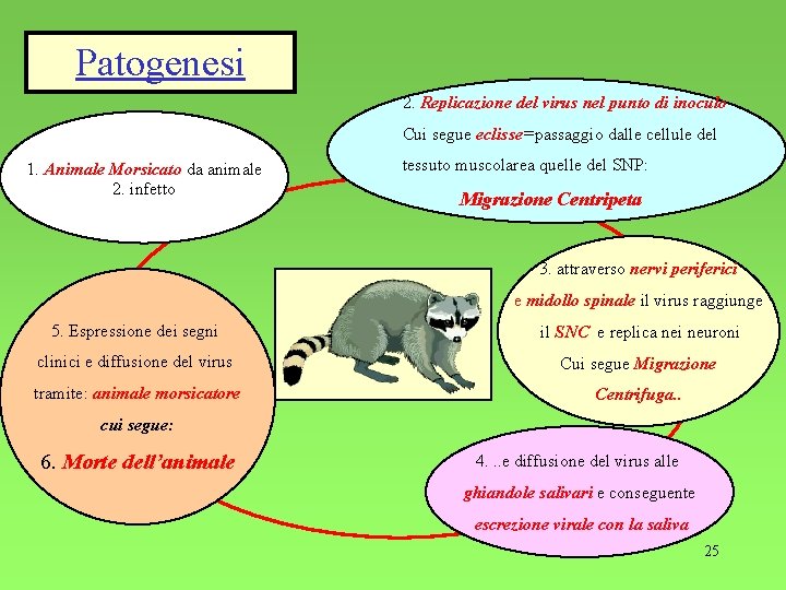 Patogenesi 2. Replicazione del virus nel punto di inoculo Cui segue eclisse=passaggio dalle cellule