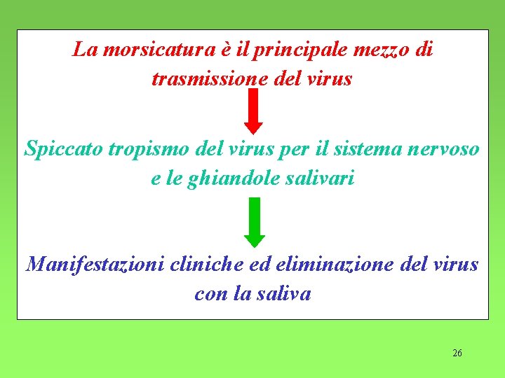 La morsicatura è il principale mezzo di trasmissione del virus Spiccato tropismo del virus