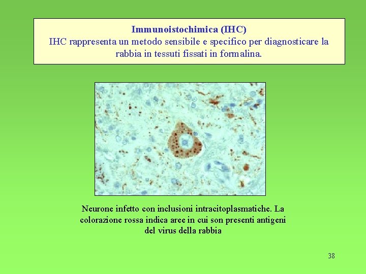 Immunoistochimica (IHC) IHC rappresenta un metodo sensibile e specifico per diagnosticare la rabbia in