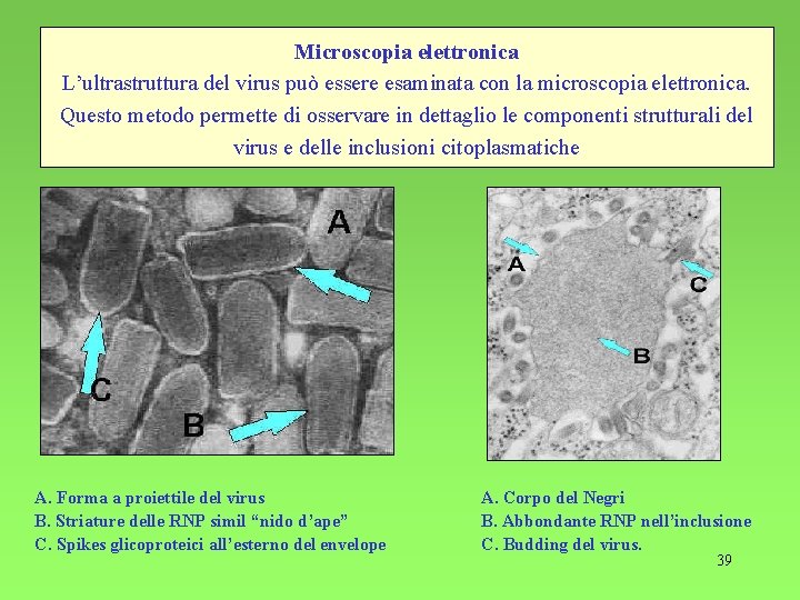 Microscopia elettronica L’ultrastruttura del virus può essere esaminata con la microscopia elettronica. Questo metodo