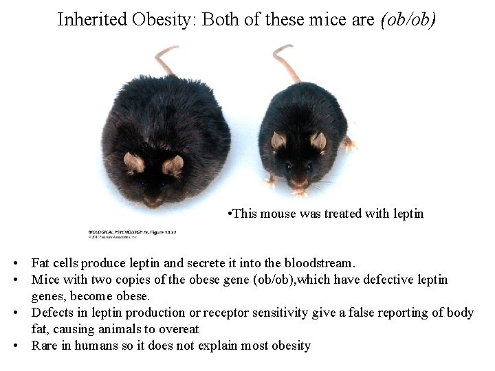 Inherited Obesity: Both of these mice are (ob/ob) • This mouse was treated with