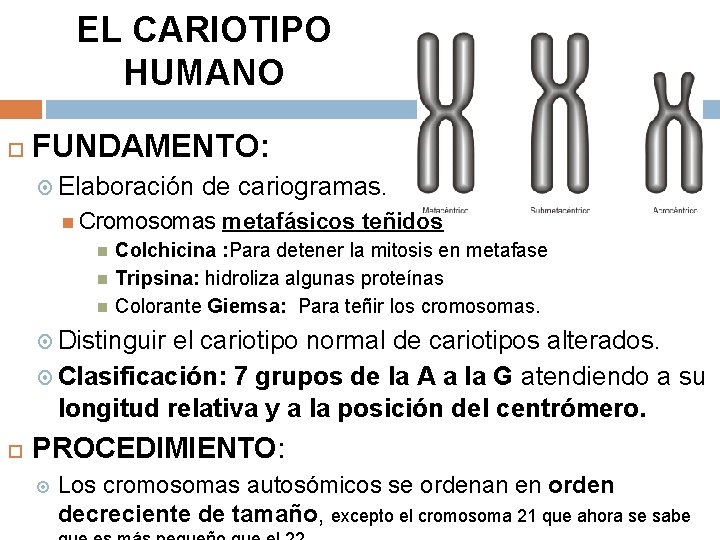 EL CARIOTIPO HUMANO FUNDAMENTO: Elaboración de cariogramas. Cromosomas metafásicos teñidos Colchicina : Para detener