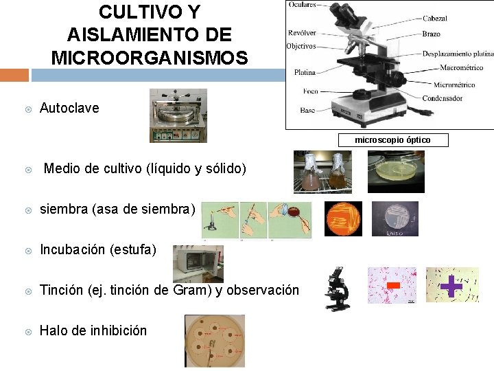 CULTIVO Y AISLAMIENTO DE MICROORGANISMOS Autoclave microscopio óptico Medio de cultivo (líquido y sólido)