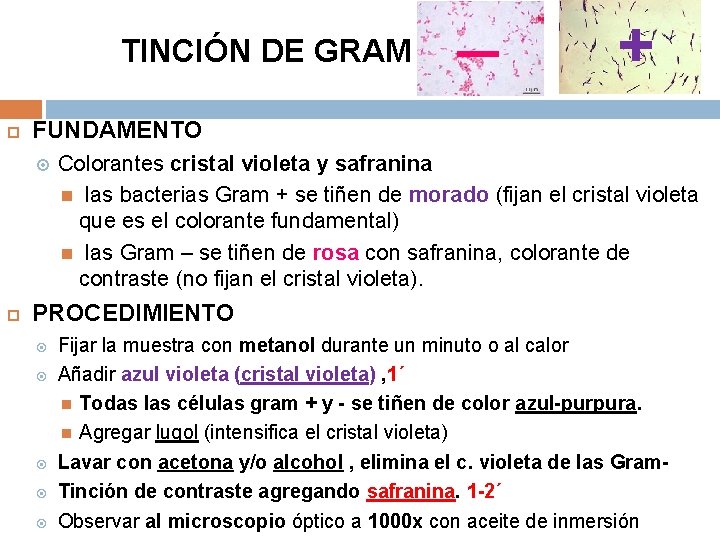 TINCIÓN DE GRAM + FUNDAMENTO _ Colorantes cristal violeta y safranina las bacterias Gram