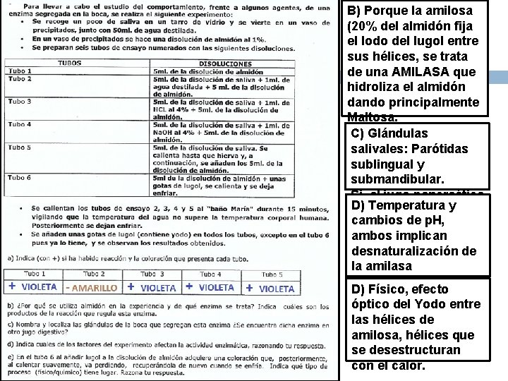 B) Porque la amilosa (20% del almidón fija el Iodo del lugol entre sus