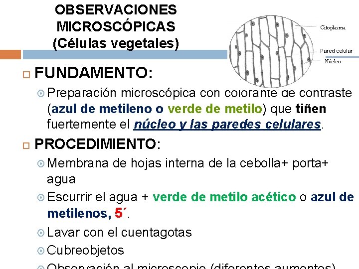 OBSERVACIONES MICROSCÓPICAS (Células vegetales) FUNDAMENTO: Citoplasma Pared celular Núcleo Preparación microscópica con colorante de