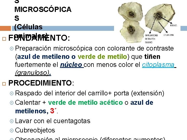S MICROSCÓPICA S (Células animales) FUNDAMENTO: Preparación microscópica con colorante de contraste (azul de