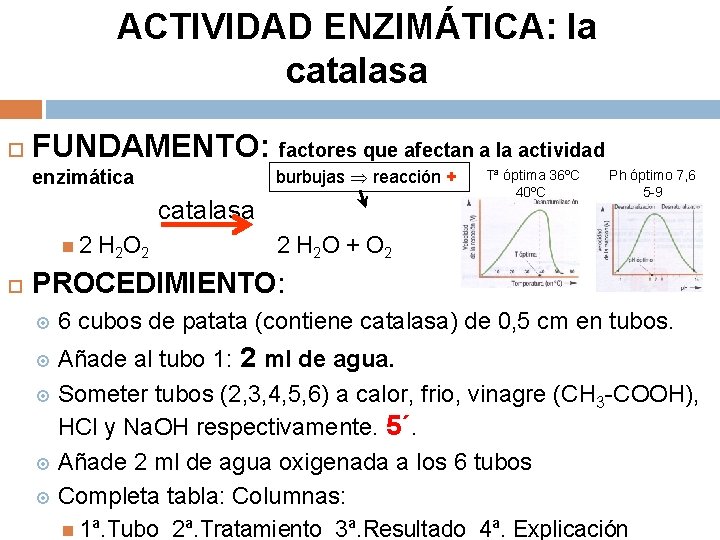 ACTIVIDAD ENZIMÁTICA: la catalasa FUNDAMENTO: factores que afectan a la actividad burbujas reacción +