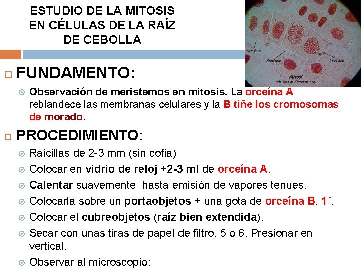 ESTUDIO DE LA MITOSIS EN CÉLULAS DE LA RAÍZ DE CEBOLLA FUNDAMENTO: Observación de