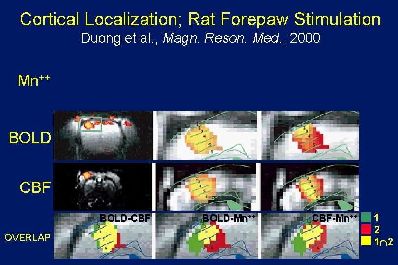 Cortical Localization; Rat Forepaw Stimulation Duong et al. , Magn. Reson. Med. , 2000