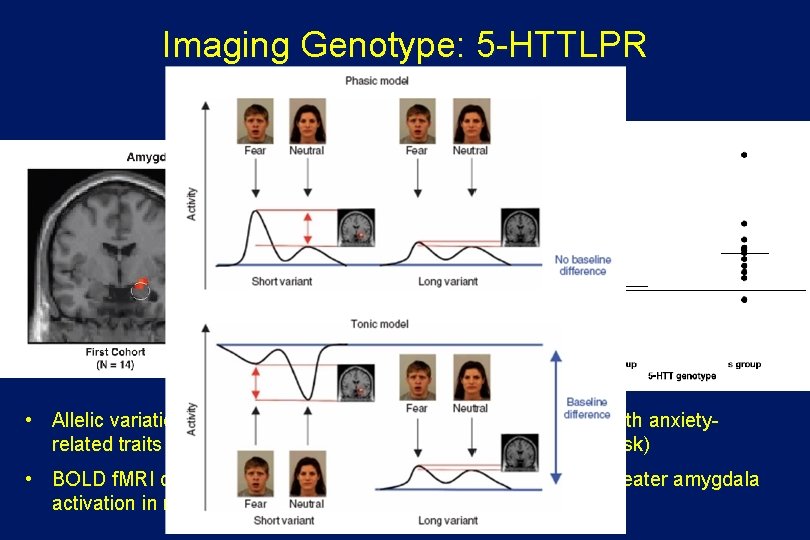 Imaging Genotype: 5 -HTTLPR Hariri et al. , Science 2002 • Allelic variations in