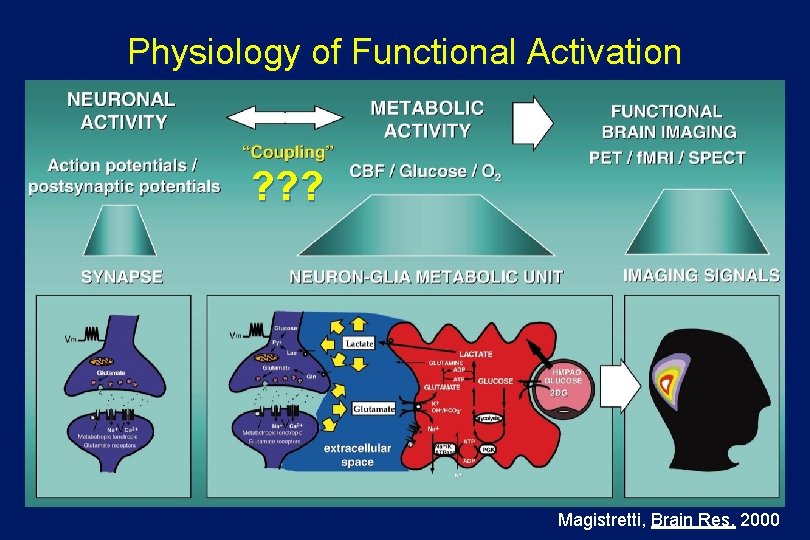 Physiology of Functional Activation ? ? ? Magistretti, Brain Res. 2000 