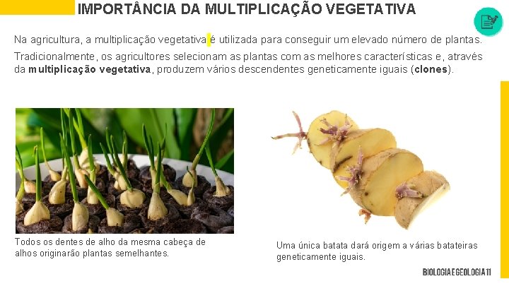 IMPORT NCIA DA MULTIPLICAÇÃO VEGETATIVA Na agricultura, a multiplicação vegetativa é utilizada para conseguir