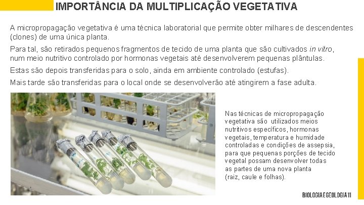 IMPORT NCIA DA MULTIPLICAÇÃO VEGETATIVA A micropropagação vegetativa é uma técnica laboratorial que permite
