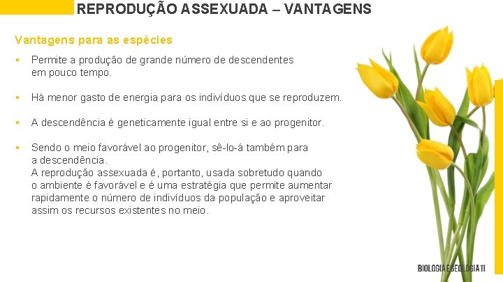 REPRODUÇÃO ASSEXUADA – VANTAGENS Vantagens para as espécies § Permite a produção de grande