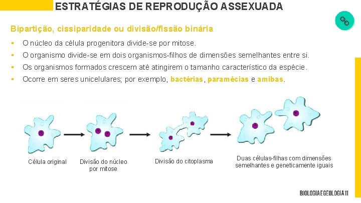 ESTRATÉGIAS DE REPRODUÇÃO ASSEXUADA Bipartição, cissiparidade ou divisão/fissão binária § O núcleo da célula