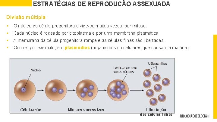 ESTRATÉGIAS DE REPRODUÇÃO ASSEXUADA Divisão múltipla § O núcleo da célula progenitora divide-se muitas