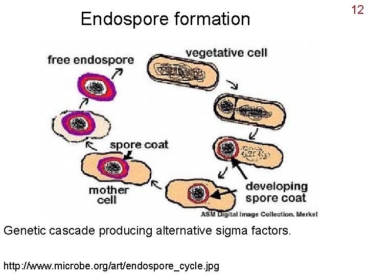 Endospore formation Genetic cascade producing alternative sigma factors. http: //www. microbe. org/art/endospore_cycle. jpg 12