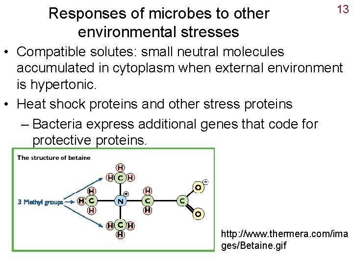 Responses of microbes to other environmental stresses 13 • Compatible solutes: small neutral molecules