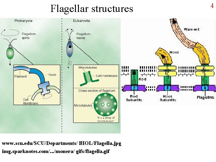 Flagellar structures www. scu. edu/SCU/Departments/ BIOL/Flagella. jpg img. sparknotes. com/. . . /monera/ gifs/flagella.