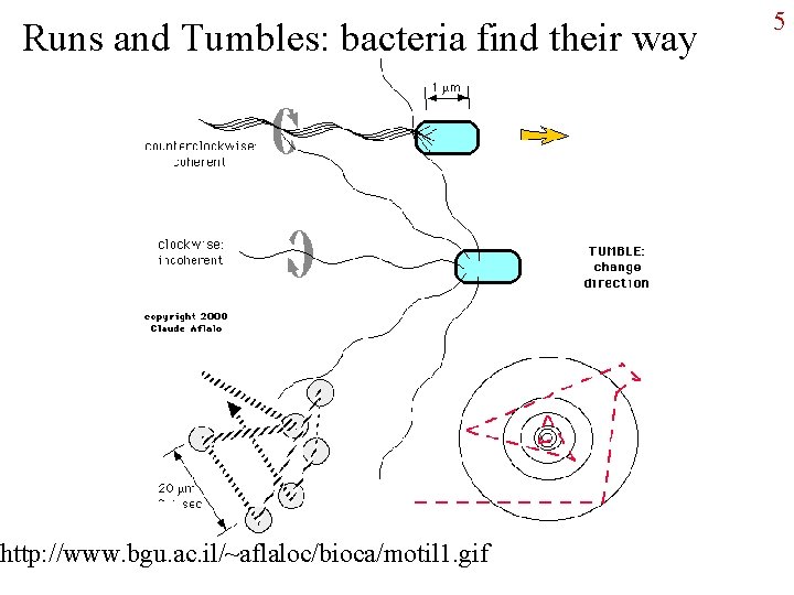 Runs and Tumbles: bacteria find their way http: //www. bgu. ac. il/~aflaloc/bioca/motil 1. gif