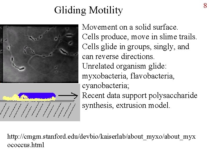 Gliding Motility Movement on a solid surface. Cells produce, move in slime trails. Cells