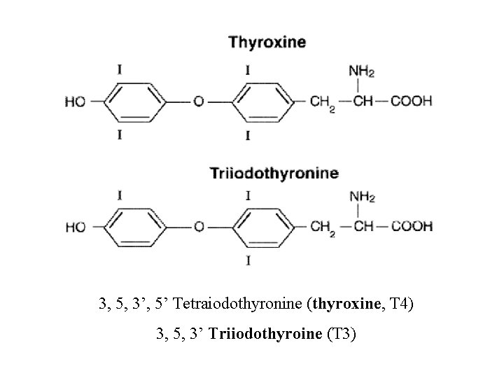 3, 5, 3’, 5’ Tetraiodothyronine (thyroxine, T 4) 3, 5, 3’ Triiodothyroine (T 3)