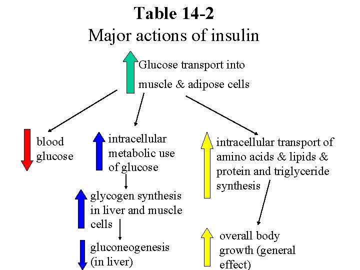 Table 14 -2 Major actions of insulin Glucose transport into muscle & adipose cells