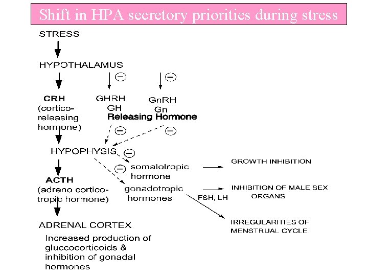Shift in HPA secretory priorities during stress 